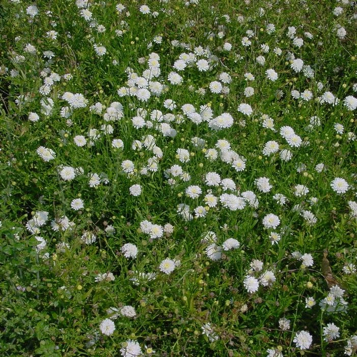 MONGOLIAN ASTER 3 MONGOLIAN ASTER