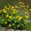 MARSH MARIGOLD 1 MARSH MARIGOLD -Sooner Plant Farm Shop DETA 5541