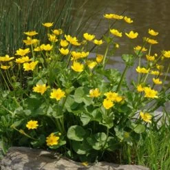 MARSH MARIGOLD