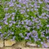 BLUE MISTFLOWER -Sooner Plant Farm Shop DETA 5542
