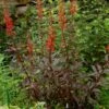 BLACK TRUFFLE CARDINAL FLOWER -Sooner Plant Farm Shop DETA 5544
