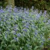 BLUE EMPIRE™ BLUEBEARD 2 BLUE EMPIRE™ BLUEBEARD -Sooner Plant Farm Shop DETA 5546