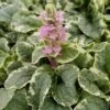 PINK LIGHTNING VARIEGATED AJUGA