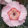 WHETMAN® AMERICAN PIE® GEORGIA PEACH PIE DIANTHUS 1 WHETMAN® AMERICAN PIE® GEORGIA PEACH PIE DIANTHUS -Sooner Plant Farm Shop DETA 5549