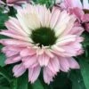 SUNSEEKERS® SALMON CONEFLOWER 1 SUNSEEKERS® SALMON CONEFLOWER -Sooner Plant Farm Shop DETA 5550