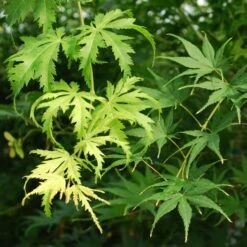 KIHACHIJO UPRIGHT JAPANESE MAPLE