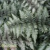 JAPANESE PAINTED FERN -Sooner Plant Farm Shop DETA 557