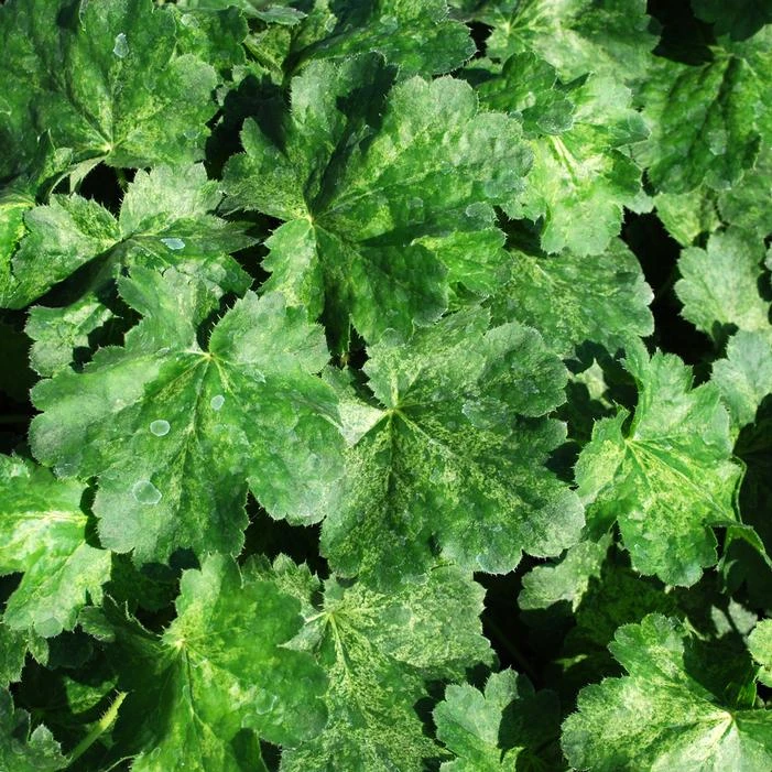 HERCULES CORAL BELLS 3 HERCULES CORAL BELLS