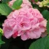 SWEET FANTASY™ HYDRANGEA -Sooner Plant Farm Shop DETA 5577