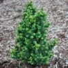 DWARF PAGODA JAPANESE HOLLY