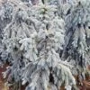 SLENDERINA WEEPING BLUE SPRUCE 1 SLENDERINA WEEPING BLUE SPRUCE -Sooner Plant Farm Shop DETA 5584