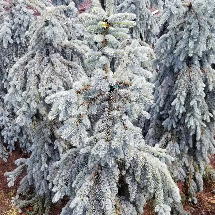 SLENDERINA WEEPING BLUE SPRUCE 3 SLENDERINA WEEPING BLUE SPRUCE