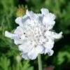 FLUTTER™ PURE WHITE PINCUSHION FLOWER -Sooner Plant Farm Shop DETA 5587
