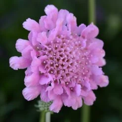 FLUTTER™ ROSE PINK PINCUSHION FLOWER
