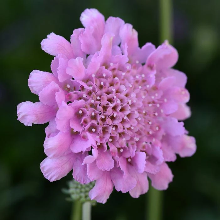 FLUTTER™ ROSE PINK PINCUSHION FLOWER 3 FLUTTER™ ROSE PINK PINCUSHION FLOWER