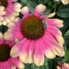 KISMET® PINK LEMONADE CONEFLOWER -Sooner Plant Farm Shop DETA 5592