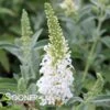 BUTTERFLY TOWERS™ WHITE BUTTERFLY BUSH -Sooner Plant Farm Shop DETA 5606