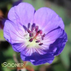 ROZANNE CRANESBILL GERANIUM -Sooner Plant Farm Shop DETA 561