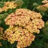 RAINBOWâ„¢ TRICOLOR YARROW 1 RAINBOWâ„¢ TRICOLOR YARROW -Sooner Plant Farm Shop DETA 5616
