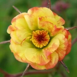 COCKTAIL™ TEQUILA SUNRISE GEUM