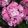 ROCKIN'â„¢ PINK MAGIC DIANTHUS 2 ROCKIN'â„¢ PINK MAGIC DIANTHUS -Sooner Plant Farm Shop DETA 5619
