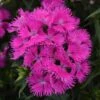 ROCKIN'™ PURPLE DIANTHUS -Sooner Plant Farm Shop DETA 5620