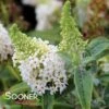 DAPPER™ WHITE BUTTERFLY BUSH -Sooner Plant Farm Shop DETA 5626