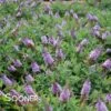 DAPPER™ LAVENDER BUTTERFLY BUSH -Sooner Plant Farm Shop DETA 5633