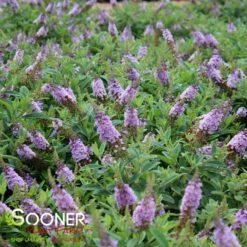 DAPPER™ LAVENDER BUTTERFLY BUSH