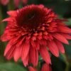 DOUBLE SCOOP™ RASPBERRY DELUXE CONEFLOWER -Sooner Plant Farm Shop DETA 5645