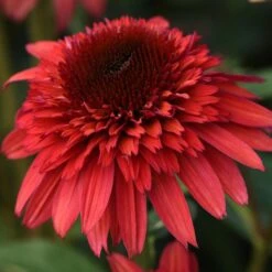 DOUBLE SCOOP™ RASPBERRY DELUXE CONEFLOWER
