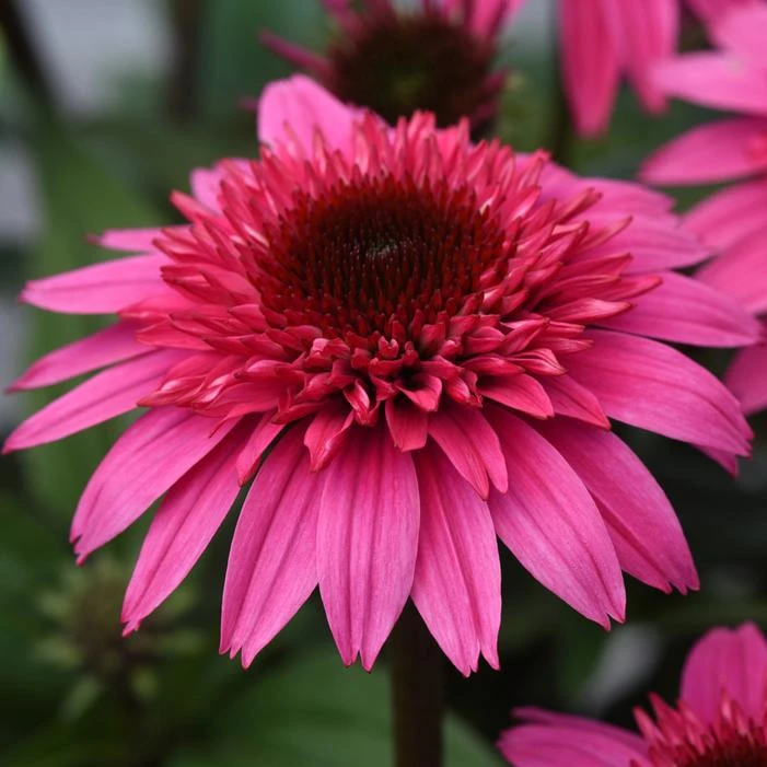DOUBLE SCOOP™ WATERMELON DELUXE CONEFLOWER 3 DOUBLE SCOOP™ WATERMELON DELUXE CONEFLOWER