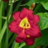 PARDON ME DAYLILY -Sooner Plant Farm Shop DETA 566