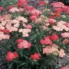 TUTTI FRUTTI™ APRICOT DELIGHT YARROW -Sooner Plant Farm Shop DETA 5660