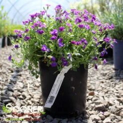 ROCK ON BLUE ROCK CRESS -Sooner Plant Farm Shop DETA 5675