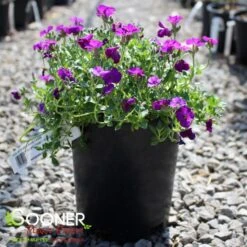 ROCK ON PURPLE ROCK CRESS -Sooner Plant Farm Shop DETA 5677