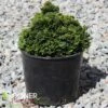 TRUE DWARF HINOKI FALSE CYPRESS -Sooner Plant Farm Shop DETA 5697