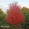 AUTUMN BLAZE® MAPLE -Sooner Plant Farm Shop DETA 57