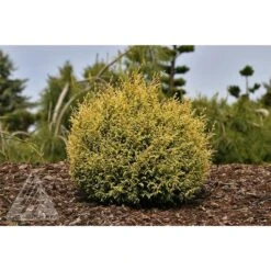 CREAM BALL SAWARA FALSE CYPRESS -Sooner Plant Farm Shop DETA 5700