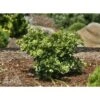 MARIKEN DWARF GINKGO -Sooner Plant Farm Shop DETA 5701