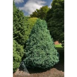 CURLY TOPS SAWARA FALSE CYPRESS -Sooner Plant Farm Shop DETA 5702