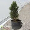 INDIGO EYES BOSNIAN PINE -Sooner Plant Farm Shop DETA 5709