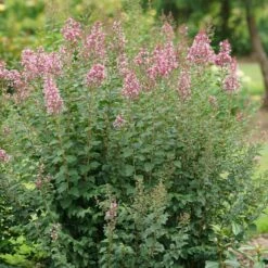 BLOOMERANG BALLET™ LILAC -Sooner Plant Farm Shop DETA 5746