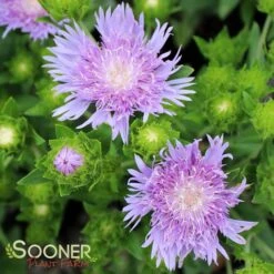 PEACHIE'S PICK STOKES ASTER -Sooner Plant Farm Shop DETA 578