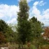 DANNASPIRE® COLUMNAR LACEBARK ELM -Sooner Plant Farm Shop DETA 5789