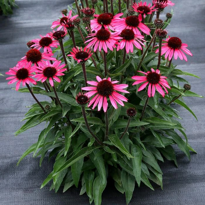 DARK SHADOWS™ WICKED CONEFLOWER 4 DARK SHADOWS™ WICKED CONEFLOWER - Image 2