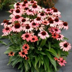 DARK SHADOWS™ MYSTIC CONEFLOWER
