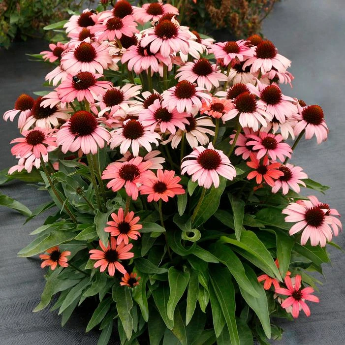 DARK SHADOWS™ MYSTIC CONEFLOWER 3 DARK SHADOWS™ MYSTIC CONEFLOWER
