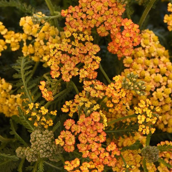 MILLY ROCK™ YELLOW TERRACOTTA YARROW 3 MILLY ROCK™ YELLOW TERRACOTTA YARROW