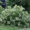 MAGICAL® MOONLIGHT BUTTONBUSH -Sooner Plant Farm Shop DETA 5859